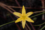 Fringed yellow star-grass